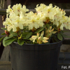 George Sand PBR - różanecznik wielkokwiatowy - Rhododendron hybridum 'George Sand' PBR