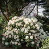 Polonez Chopina PBR - Rhododendron - Rhododendron hybridum 'Polonez Chopina' PBR