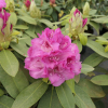 Bečov - różanecznik wielkokwiatowy - Rhododendron hybridum 'Bečov'