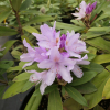 Bezděz - różanecznik wielkokwiatowy - Rhododendron hybridum 'Bezděz'