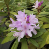 Bezděz - Rhododendron hybrid - Rhododendron hybridum 'Bezděz'