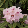 Bouzov - różanecznik wielkokwiatowy - Rhododendron hybridum 'Bouzov'