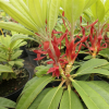 Bouzov - Rhododendron hybrid - Rhododendron hybridum 'Bouzov'