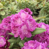 Kokořín - Rhododendron hybrid - Rhododendron hybridum 'Kokořín'