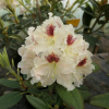 Orlik - różanecznik wielkokwiatowy - Rhododendron hybridum 'Orlik'