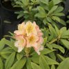 Profesor Scholz - Рододендрон гибридный - Rhododendron hybridum 'Profesor Scholz'