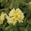 Profesor Scholz - Рододендрон гибридный - Rhododendron hybridum 'Profesor Scholz'