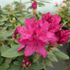 Sovinec - Rhododendren Hybride - Rhododendron hybridum 'Sovinec'