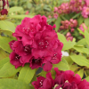 Vranov PBR - Rhododendren Hybride - Rhododendron hybridum 'Vranov' PBR