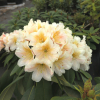 Zebín PBR - różanecznik wielkokwiatowy - Rhododendron hybridum 'Zebín' PBR