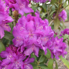 Bolesław Chrobry ROYAL LILAC PBR - Rhododendron hybrid - Bolesław Chrobry ROYAL LILAC PBR - Rhododendron hybridum