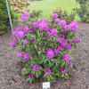 Bolesław Chrobry ROYAL LILAC PBR - Rhododendron Hybride - Bolesław Chrobry ROYAL LILAC PBR - Rhododendron hybridum