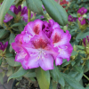 Kazimierz Odnowiciel ROYAL VIOLET PBR - Rhododendron hybrid - Kazimierz Odnowiciel ROYAL VIOLET PBR - Rhododendron hybridum