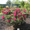 Kazimierz Wielki ROYAL SCARLET - Рододендрон гибридный - Kazimierz Wielki ROYAL SCARLET - Rhododendron hybridum