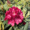 Kazimierz Wielki ROYAL SCARLET - Рододендрон гибридный - Kazimierz Wielki ROYAL SCARLET - Rhododendron hybridum