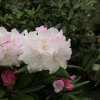 Aesthetica - Rhododendron smirnowii x bureavii - Rhododendron smirnowii x bureavii 'Aesthetica'