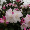 Aesthetica - różanecznik smirnowii x bureavii - Rhododendron smirnowii x bureavii 'Aesthetica'