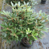 Aesthetica - Rhododendron smirnowii x bureavii - Rhododendron smirnowii x bureavii 'Aesthetica'