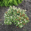 Edelweiss -  Rhododendron selekt degronianum ssp. yakushimanum - Edelweiss -  Rhododendron selekt degronianum ssp. yakushimanum