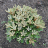 Elya - różanecznik (Fabia x bureavii) x degronianum ssp. yakushimanum - Rhododendron (Fabia x bureavii ) x degronianum ssp. yakushimanum 'Elya'