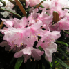 Fuju-kaku-no-matsu - różanecznik makinoi - Fuju-kaku-no-matsu - Rhododendron makinoi