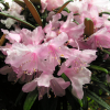 Fuju-kaku-no-matsu - Rhododendron makinoi - Fuju-kaku-no-matsu - Rhododendron makinoi