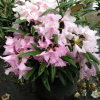 Fuju-kaku-no-matsu - Rhododendron makinoi - Fuju-kaku-no-matsu - Rhododendron makinoi