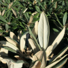 Ken Janeck - różanecznik selekt degronianum ssp. yakushimanum - Ken Janeck - Rhododendron selekt degronianum ssp. yakushimanum