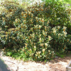 Hydon Velvet - Rhododendron degronianum ssp. yakushimanum x bureavii - Hydon Velvet - Rhododendron degronianum ssp. yakushimanum x bureavii