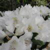 Hydon Velvet - Rhododendron degronianum ssp. yakushimanum x bureavii - Hydon Velvet - Rhododendron degronianum ssp. yakushimanum x bureavii