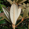 Hydon Velvet - Rhododendron degronianum ssp. yakushimanum x bureavii - Hydon Velvet - Rhododendron degronianum ssp. yakushimanum x bureavii