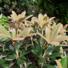 Hydon Velvet - Rhododendron degronianum ssp. yakushimanum x bureavii - Hydon Velvet - Rhododendron degronianum ssp. yakushimanum x bureavii