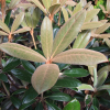 Hydon Velvet - Rhododendron degronianum ssp. yakushimanum x bureavii - Hydon Velvet - Rhododendron degronianum ssp. yakushimanum x bureavii