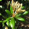 Hydon Velvet - Różanecznik degronianum ssp. yakushimanum x bureavii - Hydon Velvet - Rhododendron degronianum ssp. yakushimanum x bureavii