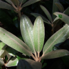 Hydon Velvet - Rhododendron degronianum ssp. yakushimanum x bureavii - Hydon Velvet - Rhododendron degronianum ssp. yakushimanum x bureavii