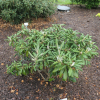 Ruth Davis - Rhododendron degronianum ssp. yakushimanum x degronianum ssp. heptamerum - Ruth Davis -  Rhododendron degronianum ssp. yakushimanum x degronianum ssp. heptamerum