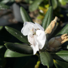 Ruth Davis - Rhododendron degronianum ssp. yakushimanum x degronianum ssp. heptamerum - Ruth Davis -  Rhododendron degronianum ssp. yakushimanum x degronianum ssp. heptamerum