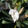 Ruth Davis - różanecznik degronianum ssp. yakushimanum x degronianum ssp. heptamerum - Ruth Davis -  Rhododendron degronianum ssp. yakushimanum x degronianum ssp. heptamerum