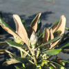 Ruth Davis - różanecznik degronianum ssp. yakushimanum x degronianum ssp. heptamerum - Ruth Davis -  Rhododendron degronianum ssp. yakushimanum x degronianum ssp. heptamerum