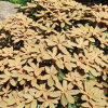 Teddy Bear - Rhododendron bureavii x degronianum ssp. yakushimanum - Teddy Bear - Rhododendron bureavii x degronianum ssp. yakushimanum