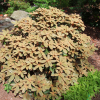 Teddy Bear - Rhododendron bureavii x degronianum ssp. yakushimanum - Teddy Bear - Rhododendron bureavii x degronianum ssp. yakushimanum