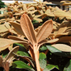 Teddy Bear - Rhododendron bureavii x degronianum ssp. yakushimanum - Teddy Bear - Rhododendron bureavii x degronianum ssp. yakushimanum