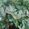 Teddy Bear - Rhododendron bureavii x degronianum ssp. yakushimanum - Teddy Bear - Rhododendron bureavii x degronianum ssp. yakushimanum