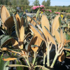 Foxy Lady - Rhododendron yakushimanum x hybridum - Rhododendron yakushimanum x hybridum 'Foxy Lady'