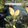 Little Bear - Rhododendron yakushimanum x tsariense - Little Bear - Rhododendron yakushimanum x tsariense