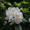 Albarello- Рододендрон гибридный - Albarello - Rhododendron hybridum