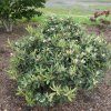 Aloha- Rhododendron hybridum - Aloha- Rhododendron hybridum