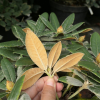 Dodori- Rhododendron yakushimanum - Dodori - Rhododendron yakushimanum