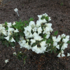 Inamorata - Рододендрон Гибридный - Inamorata - Rhododendron hybridum