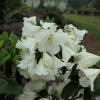 Inamorata - Рододендрон Гибридный - Inamorata - Rhododendron hybridum